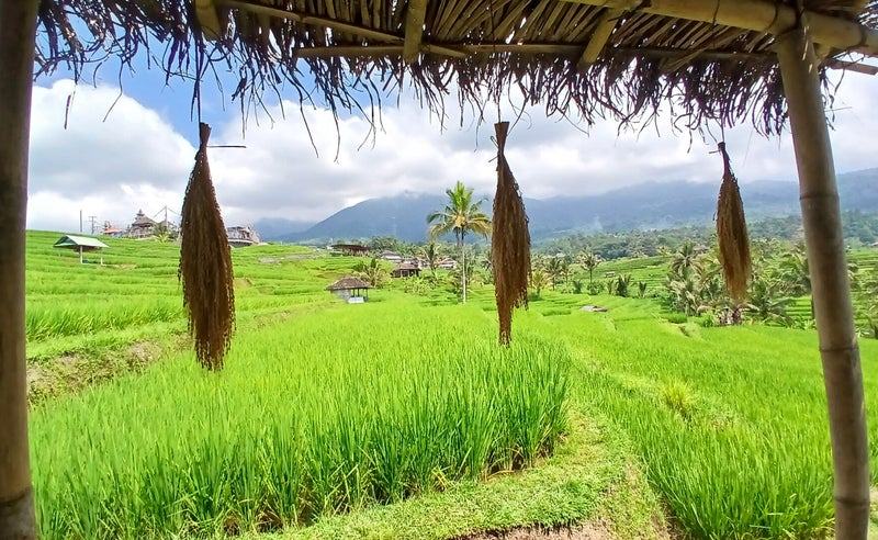 Rizières en terrasses de Jatiluwih sous un ciel dégagé
