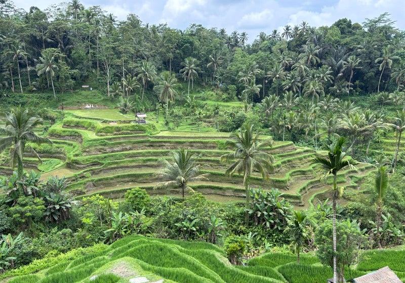 Rizières en terrasses de Tegallalang